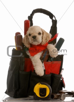 puppy in tool pouch