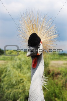 African Grey Crowned Crane (Balearica regulorum)