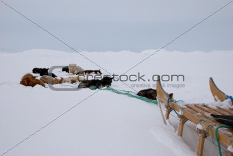 Dog sledge
