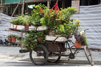 Wheelbarrow with Plants