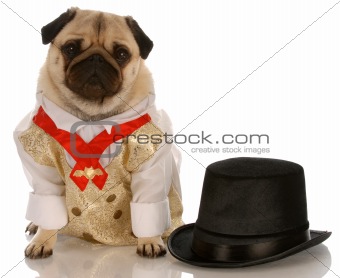 pug dressed in formal wear
