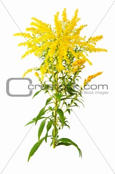 Great Goldenrod Flower
