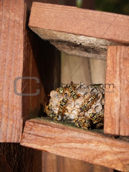 Wasps Working on Their Nest