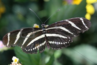 Zebra Longwing Butterfly Close-Up