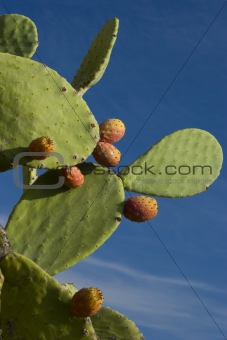  Prickly pear Cactus