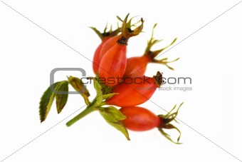 Bunch of oval  red rose hip