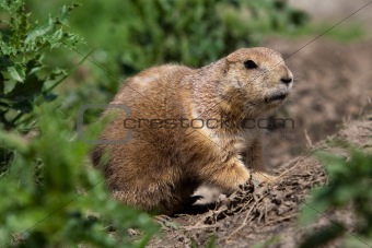 Prarie dog looking out of shelter