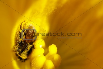 bumble bee collecting nectar