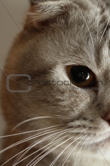 Portrait of a Scottish fold cat