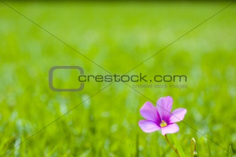 Single Pink Flower on Grass
