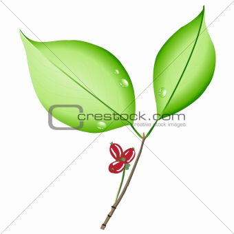 Green leaf stick