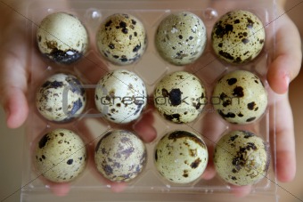 Children hands holding a quail eggs 