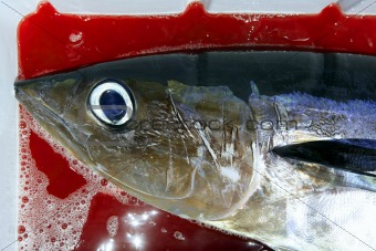 Albacore bloody tuna sport fisherman catch