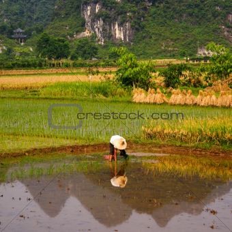 Rice Field Work 