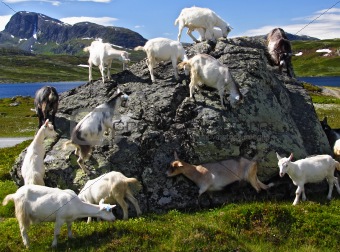 Goats in Norway