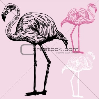 Flamingo Drawing