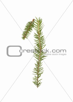 Spruce twigs forming the number '1'