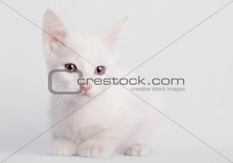 White kitten sitting