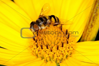 A fly collecting pollen from a yellow flower