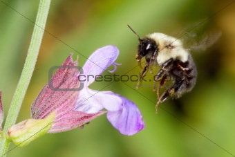 A honeybee hovering over a flower collecting pollen