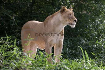 Female lion standing