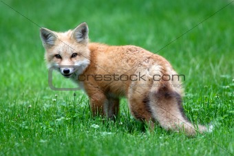 Baby Red Fox (Kit)