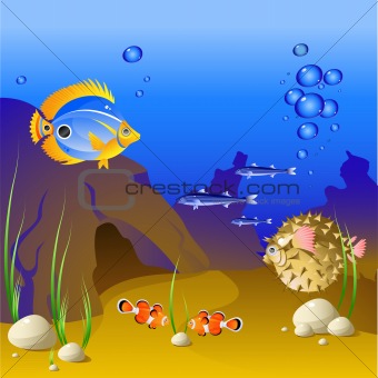 The underwater world of tropical fish.