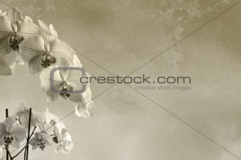 background floral composition with orchids and rough texture with place for text or image