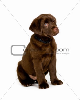 Labrador Retriever puppy