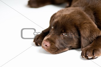 Bored Labrador Retriever puppy