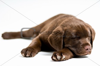 Sleeping Labrador Retriever puppy