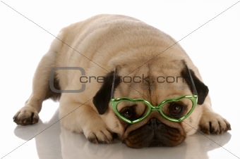 dog wearing heart shaped glasses