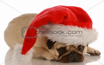 dog dressed up as santa