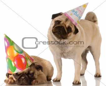 birthday dogs