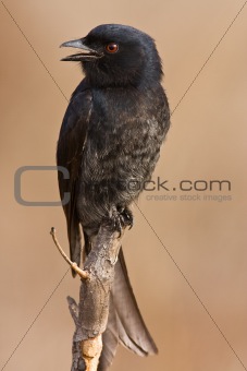 Drongo on pirtch