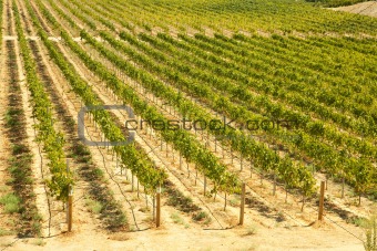 Beautiful Wine Vineyard in California, United States.