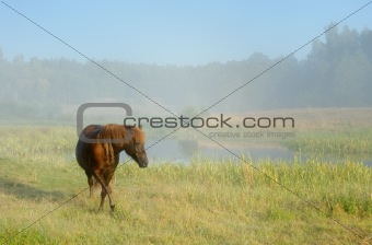 Horse in a fog
