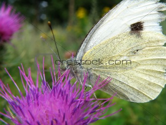 white buttefly