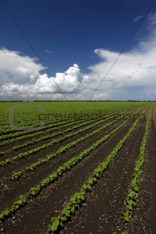 One month old okra field