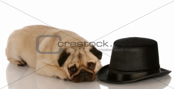 pug laying beside formal hat