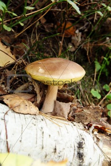 mushroom