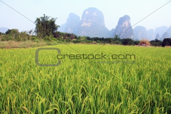 Lush Field of Rice