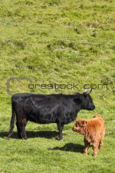 highland cow and calf 2
