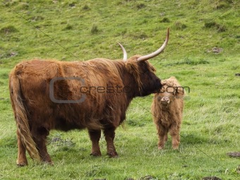 highland cow and calf