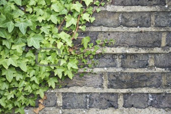 ivy on a wall