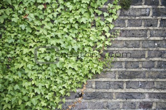 ivy on a wall