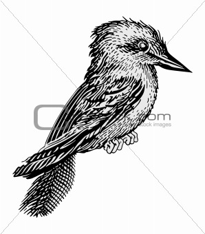Kingfisher vector