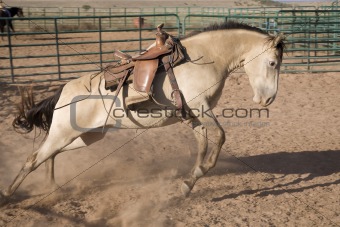 Bucking horse