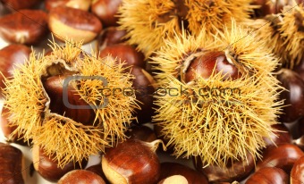 chestnuts, nature background