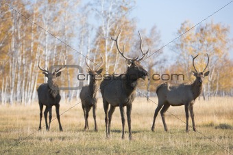 Male deer group